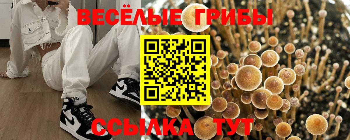 Псилоцибиновые грибы GOLDEN TEACHER  Галлюциногенные грибы прущие грибы  Знаменск  Вход с VPN 